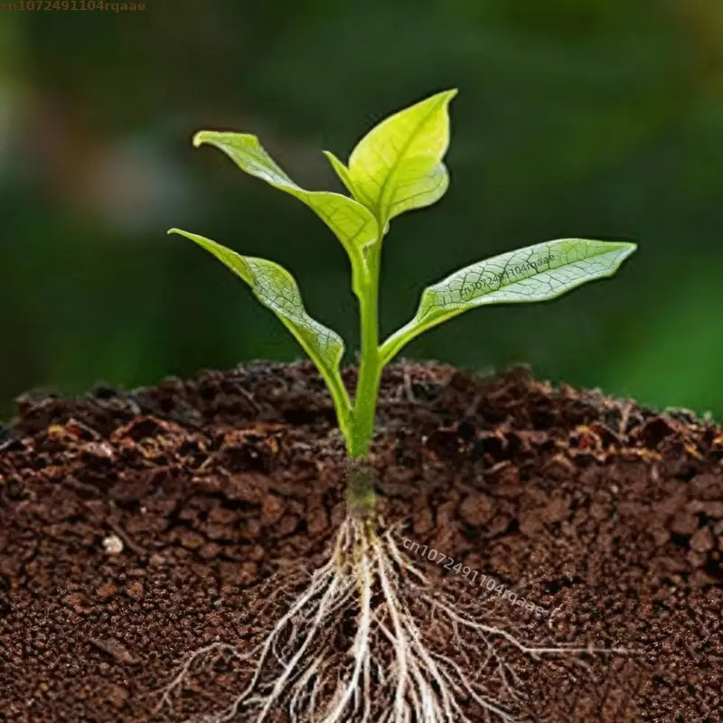 Plant Rooting Powder Indole Bu - Rooting Hormone Powder recension och pris