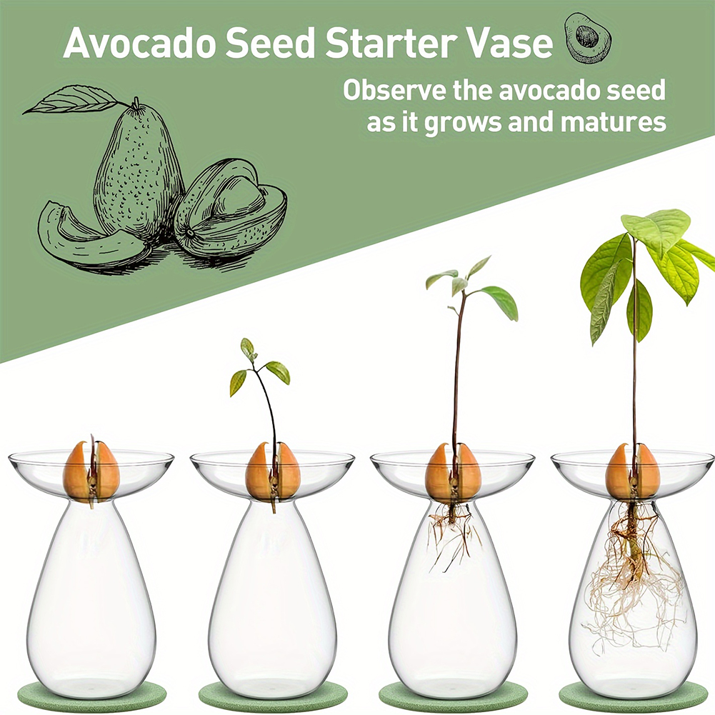 Avocado Seed Starter Hydroponi - Propagation Station Vase recension och pris